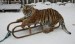 522492_vascas10-vastip-lev-tiger-oaza-sibirskeho-tigra-sankovacka-video